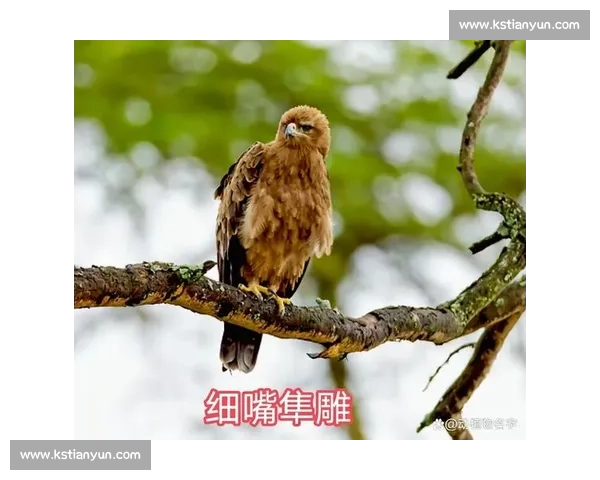 鹰与雕的终极对决:力量、速度与天空霸主之争全解析